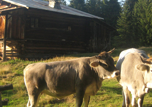 © 2025 Innerfohrerhof